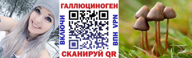 Псилоцибиновые грибы Psilocybe  Купить закладки  Моздок 